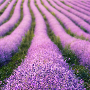  Lavender: A Superior Scent!