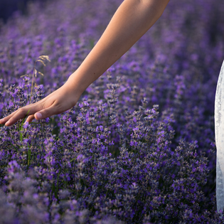  Top 5 reasons you should have a lavender based fragrance in your house!